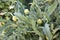 Closeup of ripening globe artichoke, green flower vegetable, field of artichokes,