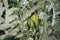 Closeup of ripening globe artichoke, green flower vegetable, field of artichokes,