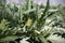 Closeup of ripening globe artichoke, green flower vegetable, field of artichokes,