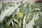 Closeup of ripening globe artichoke, green flower vegetable, field of artichokes,