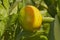 Closeup of ripening lemon growing on a tree at in a yard or organic agriculture orchard farm. Lush citrus fruit plant