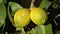 Closeup of ripening lemons