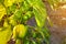 Closeup of ripening peppers in the home pepper plantation. Fresh green sweet Bell Pepper Plants, Paprika Green, yellow