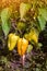 Closeup of ripening peppers in the home pepper plantation. Fresh Yellow and Orange sweet Bell Pepper Plants, Paprika