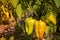 Closeup of ripening peppers in the home pepper plantation. Fresh Yellow and Orange sweet Bell Pepper Plants, Paprika