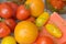 A closeup of ripening tomatoes in red and yellow colors, with dill