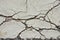 Closeup Road cracks