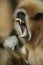 Closeup of a roaring Lar Gibbon