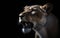 A Closeup of a Roaring Lioness in the Dark