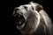 A Closeup of a Roaring White Lion in the Dark