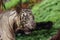 Closeup of a roaring White Tiger with a green flora background