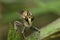 Closeup of robberfly, Satara, Maharashtra