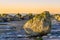 Closeup of a rock covered in seaweed, on a embankment of rocks on the beach of belgium during sunset