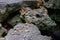 Closeup of rock formation surface