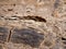 Closeup of a rock polished to show texture background trail of time grand canyon