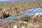 Closeup of rock-pool encrusted with seaweed, predominantly bubble-weed