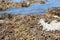 Closeup of rock-pool encrusted with seaweed, predominantly bubble-weed