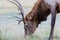 Closeup of Rocky Mountain Elk grazing on grass