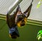 Closeup of a rodrigues flying fox on the ceiling, tropical mega bat, Endangered animal specie from Africa