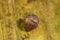 Closeup on the rolled up Common pill-bug, Armadillidium vulgare