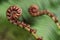 Closeup of rolled up fernleaf plant