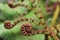 Closeup of rolled up fernleaf plant