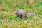 Closeup of roman snail escargot on lawn