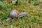 Closeup of roman snail escargot on lawn