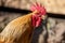 Closeup of a rooster crowing