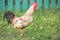 Closeup Rooster on green grass portrait with blurry background outdoors