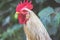 Closeup rooster on portrait with blurry background outdoors