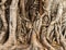 Closeup root of big tree
