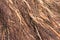 Closeup Root brown and white wood background texture