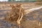 Closeup roots of fallen tree damaged by natural wind storm outdoor