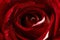 Closeup rose bud
