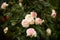 Closeup rose bush on green background
