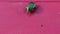 Closeup rose chafer green bug on red wooden table prepare to fly