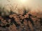 Closeup of rose natal grass with beautiful orange evening sunset.Selected focus