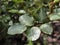 Closeup of rose rust fungus Phragmidium mucronatum