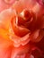 Closeup of rose \'Westerland\'