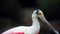 Closeup Of Roseate Spoonbill