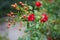 Closeup of rosehip branch with buds and flowers