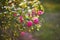 Closeup of rosehip branch with buds and flowers