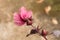 Closeup roselle flowers on tree, Colors of nature