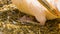 Closeup of rosy pelican sitting on its eggs during bird breeding season, tropical bird specie from Eurasia, typical bird behavior