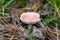 Closeup of Rosy russula mushroom.Russula rosea synonym Russula lepida, known as the rosy russula