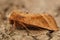 Closeup on the rosy rustic moth Hydraecia micacea sitting