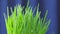 Closeup of a rotating fresh new bunch of green grass on a blue background.