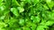 Closeup rotating leaves of juicy parsley food background