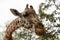 Closeup of a Rothschild giraffe